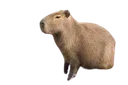 capivara