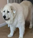 concerneddoggo