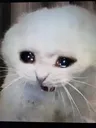 cryingcat Discord Emoji