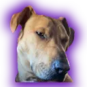 apollo