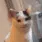 DumCat DumCat