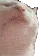 CatJam CatJam