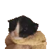 HGcatTowel HGcatTowel