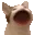 poppingcat