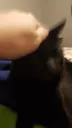 catpat