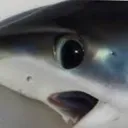 suprised_shark