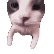 NTC_catkiss Discord Emoji