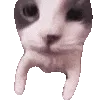 NTC_catkiss