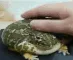 pet_frogge