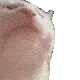 CatJam