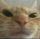 ThatOneCatEmojiDonut12AlwaysUses