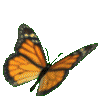o_butterfly4