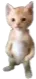 BambiCat