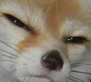foxsus