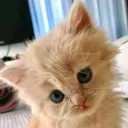 mav