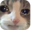 Sedcat