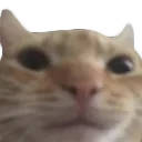 kitty_bruh