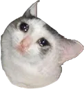 sadcat sadcat