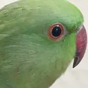 Stare