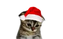 santacat