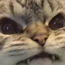 angry_cat