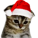 christmascat