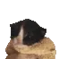 meow meow