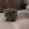 smol smol