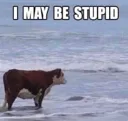 stupid_cow