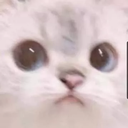 CatWoot_Dw Discord emoji