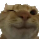 CatWink