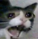 crycat