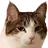 cat1 Discord Emoji