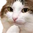 cat2 Discord Emoji