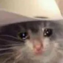 catcryy5