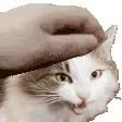 cupcakepet2 cupcakepet2