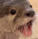 Otterpog Discord Emoji