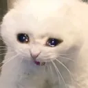 crycat