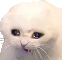 tsp_kittycry Discord Emoji