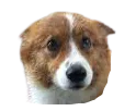 SadCorg