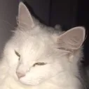 sindy_bamboozled