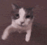 ava_kisscat Discord emoji
