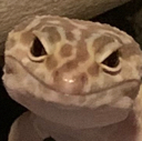 grr Discord emoji