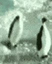 CG_penguin_slap2