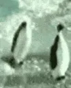 CG_penguin_slap2