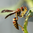 wasp Discord emoji