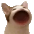 popcat