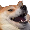 dogekek
