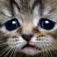 sadcat