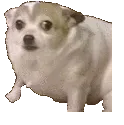 SmolFastShake